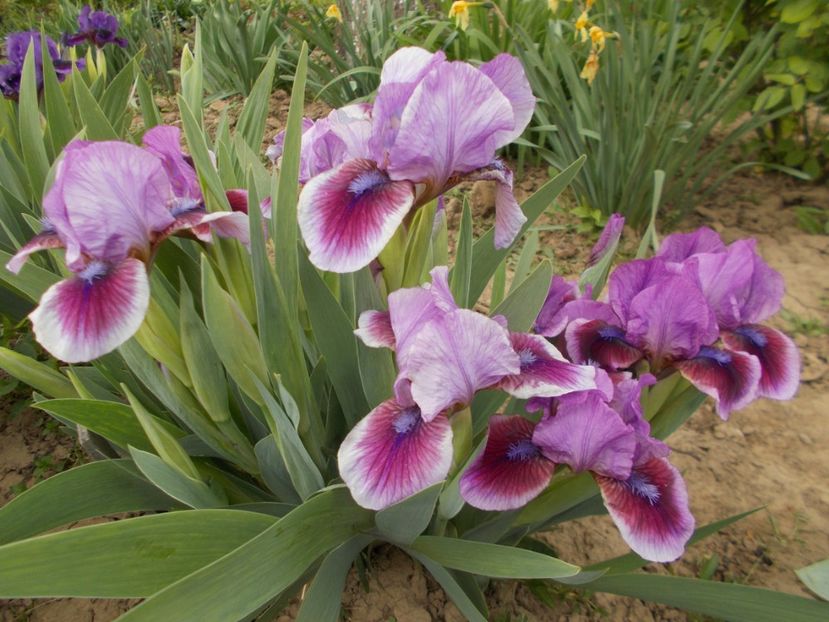  - Irisi-2017 Pumila si Barbata Nana