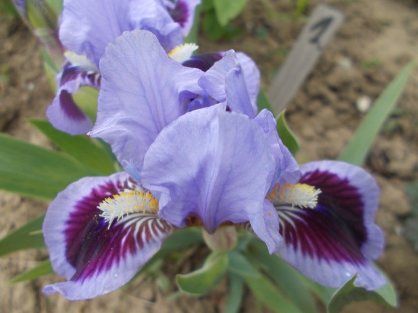  - Irisi-2017 Pumila si Barbata Nana