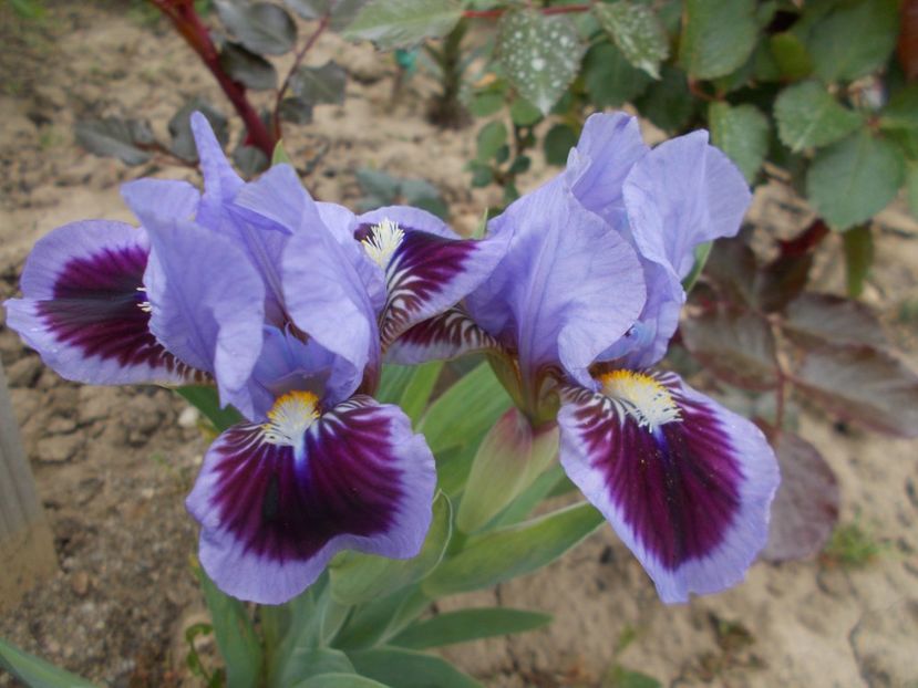  - Irisi-2017 Pumila si Barbata Nana