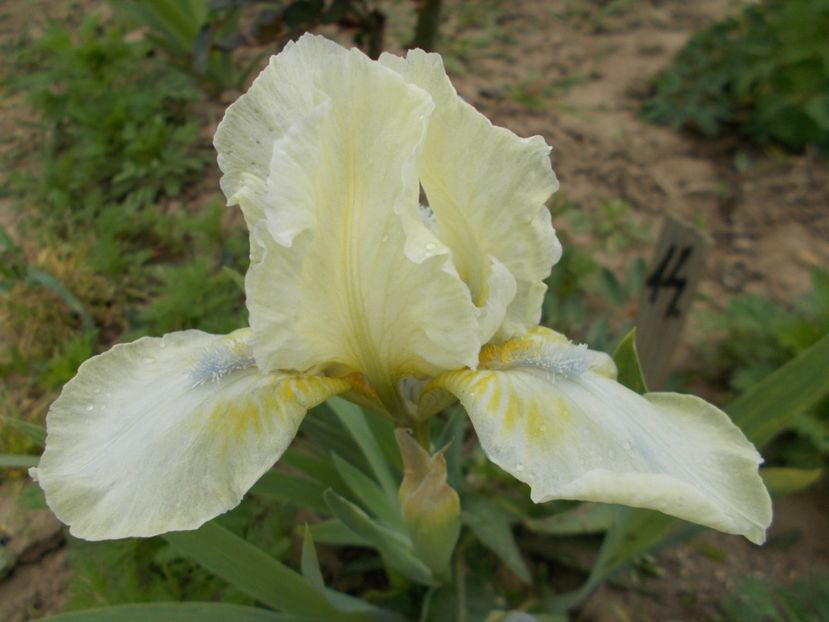  - Irisi-2017 Pumila si Barbata Nana