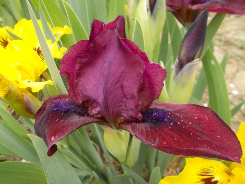  - Irisi-2017 Pumila si Barbata Nana