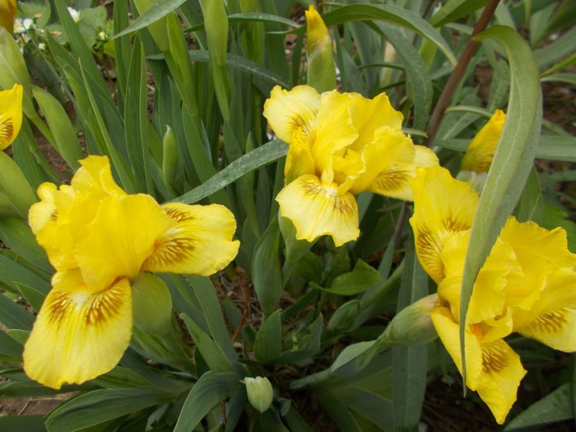  - Irisi-2017 Pumila si Barbata Nana