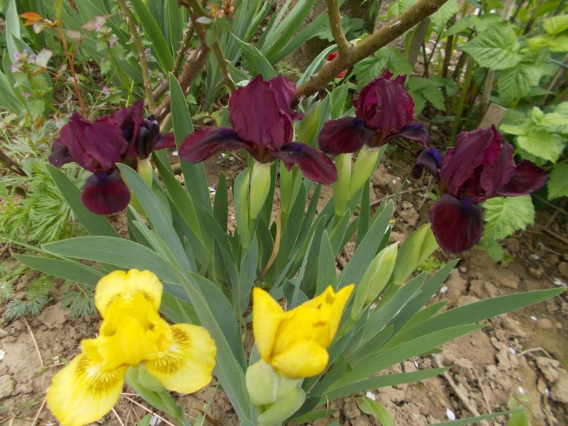  - Irisi-2017 Pumila si Barbata Nana