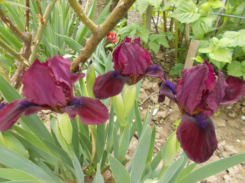  - Irisi-2017 Pumila si Barbata Nana