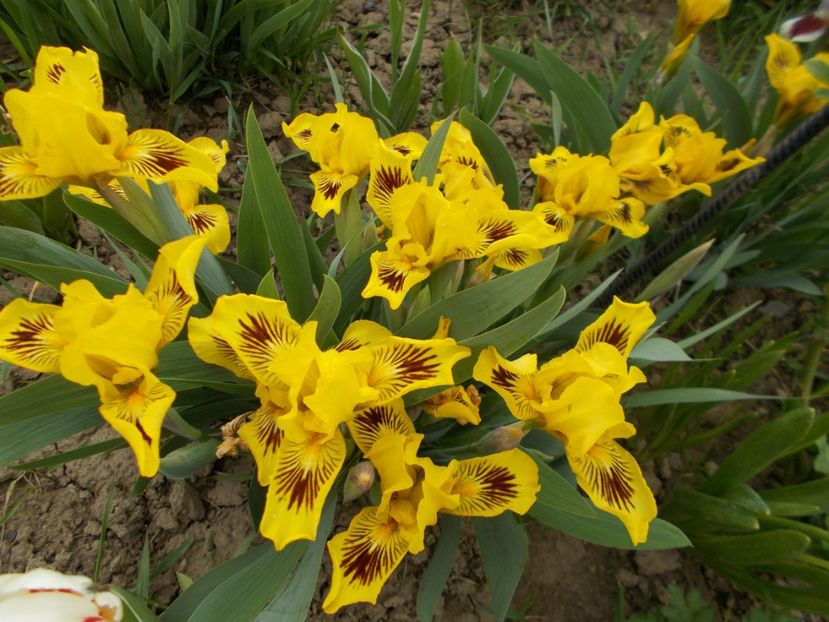  - Irisi-2017 Pumila si Barbata Nana