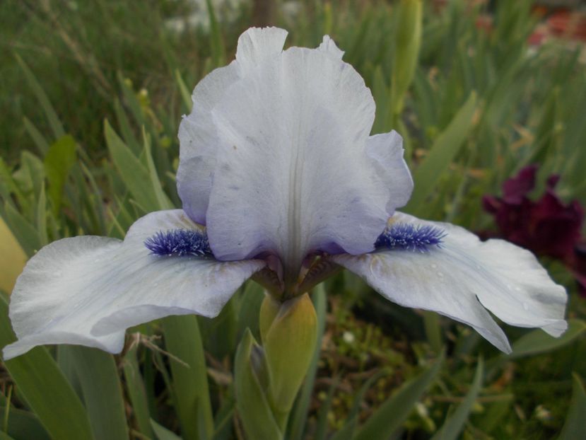  - Irisi-2017 Pumila si Barbata Nana