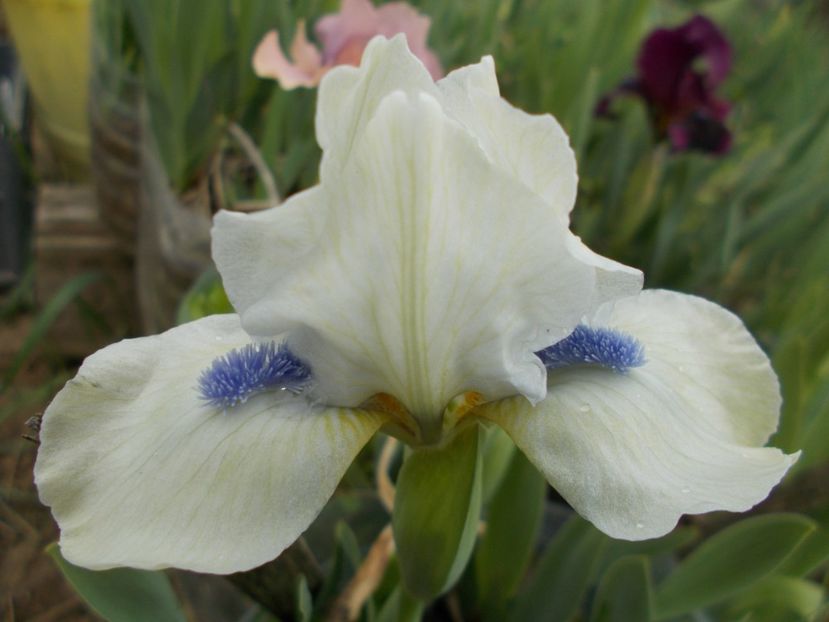  - Irisi-2017 Pumila si Barbata Nana