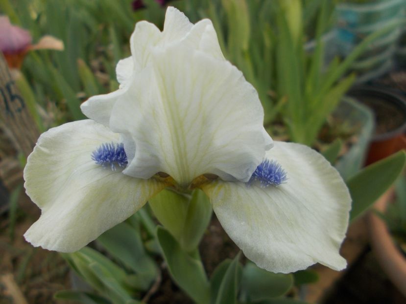  - Irisi-2017 Pumila si Barbata Nana