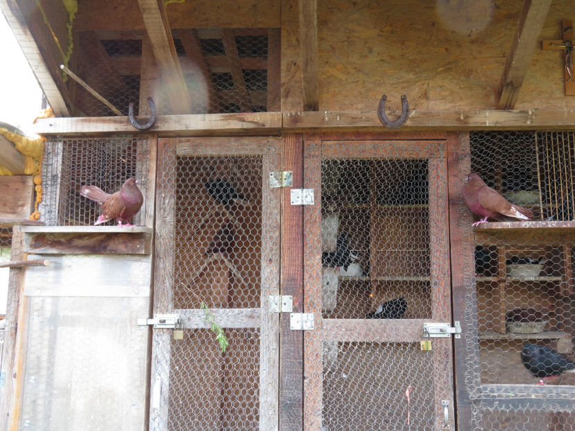 primi doi sositi - Zburătorii de noapte - liliecii