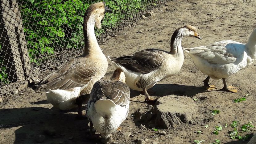  - b Gaste Lesesti si Comune cu gascan African