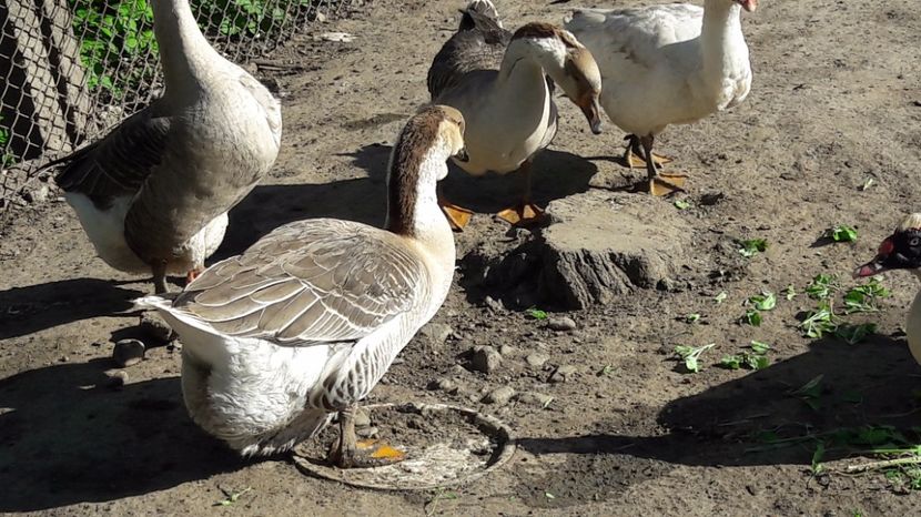  - b Gaste Lesesti si Comune cu gascan African