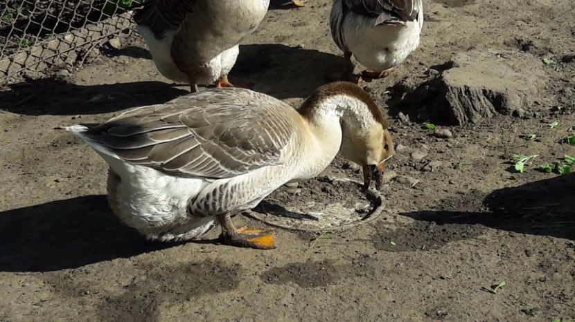  - b Gaste Lesesti si Comune cu gascan African