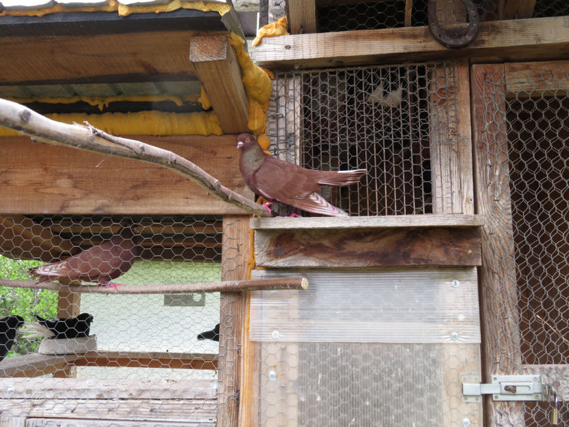 0032 2016 ultimul venit - Zburătorii de noapte - liliecii