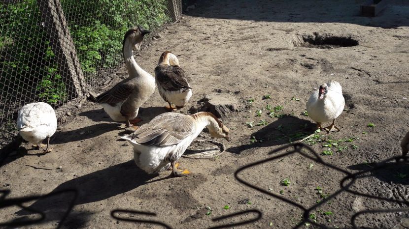  - b Gaste Lesesti si Comune cu gascan African