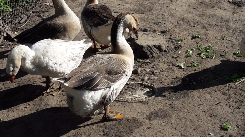  - b Gaste Lesesti si Comune cu gascan African