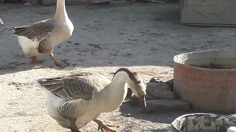  - b Gaste Lesesti si Comune cu gascan African