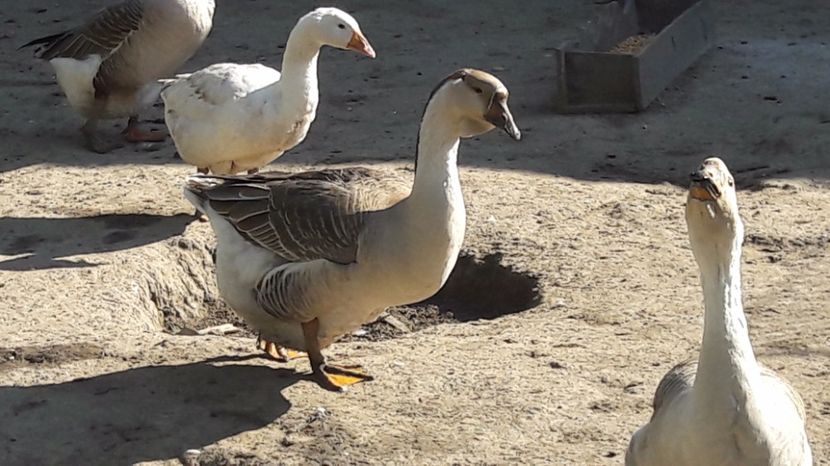  - b Gaste Lesesti si Comune cu gascan African