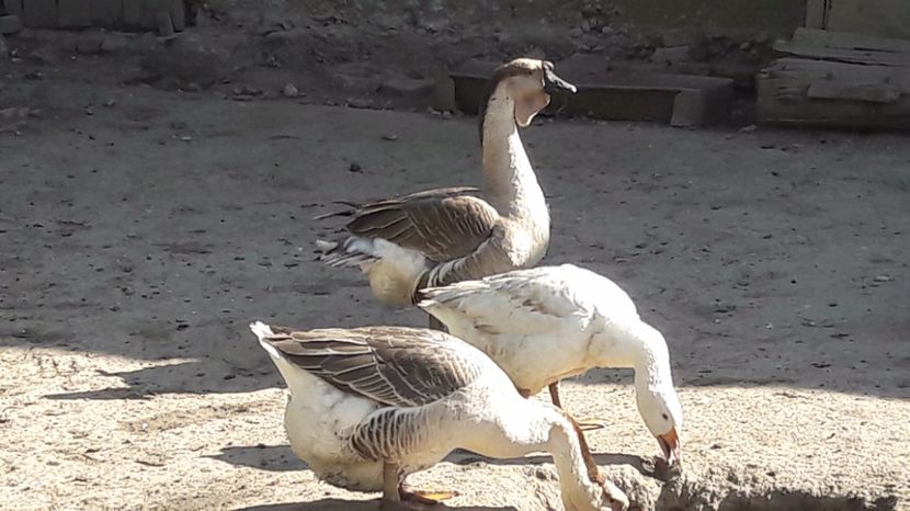  - b Gaste Lesesti si Comune cu gascan African