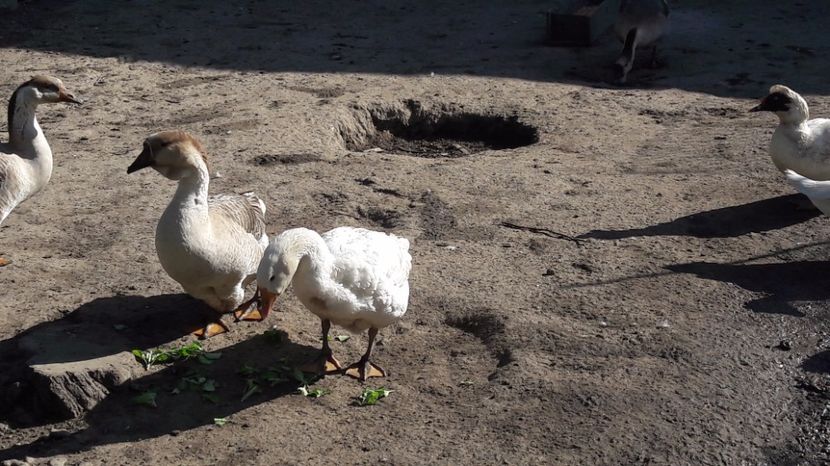  - b Gaste Lesesti si Comune cu gascan African