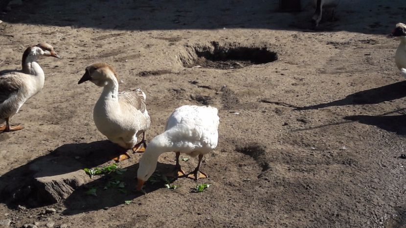  - b Gaste Lesesti si Comune cu gascan African