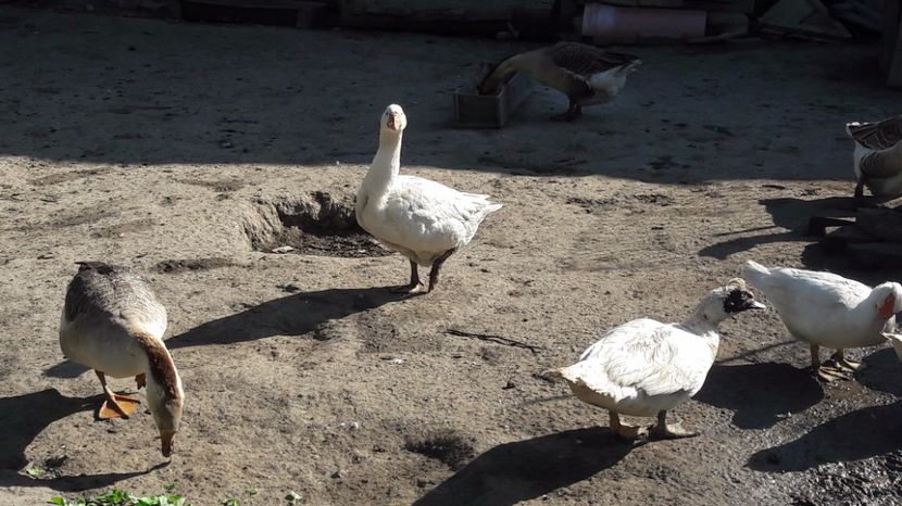  - b Gaste Lesesti si Comune cu gascan African