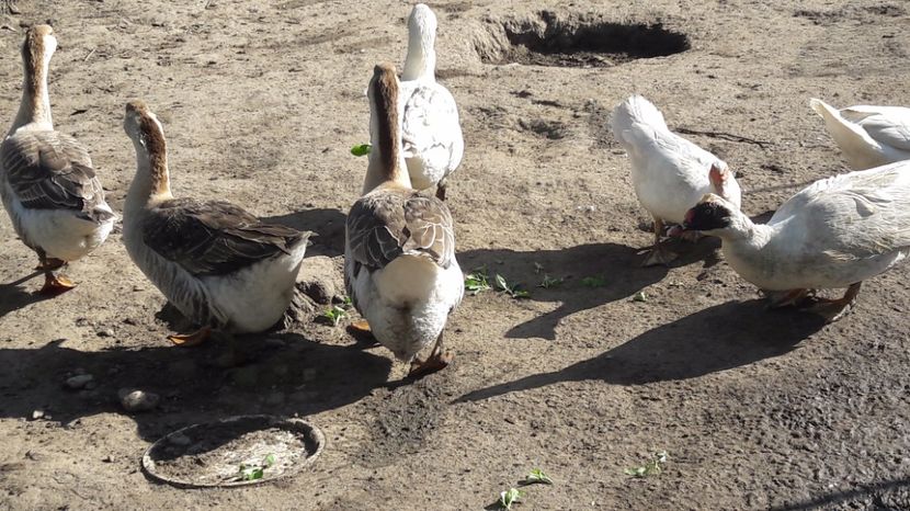  - b Gaste Lesesti si Comune cu gascan African