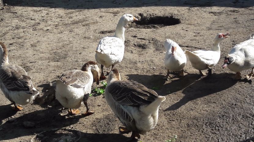  - b Gaste Lesesti si Comune cu gascan African