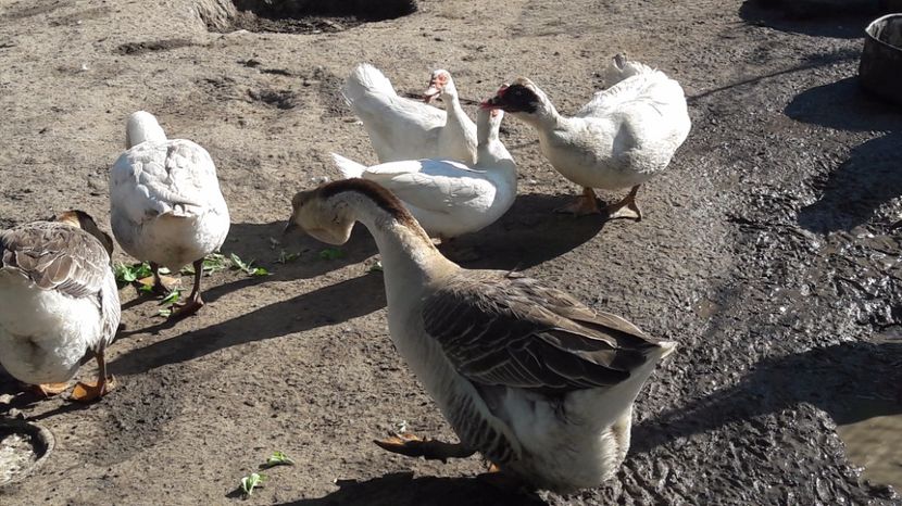  - b Gaste Lesesti si Comune cu gascan African