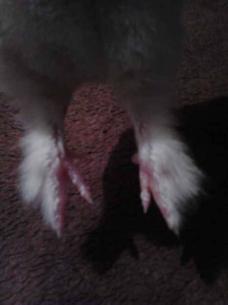 incaltarile lui - puisori 2017 -seria a 2-a