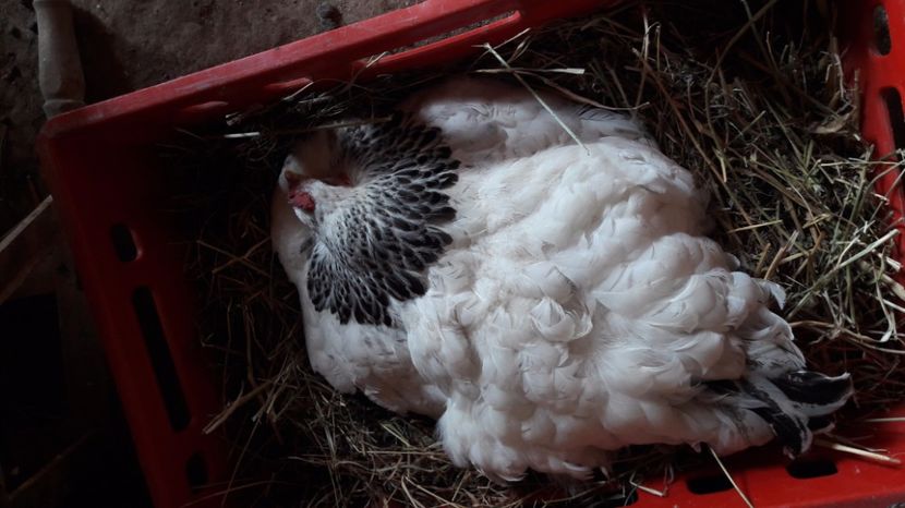  - 1 Cuiburi de gasca leseasca si boboci