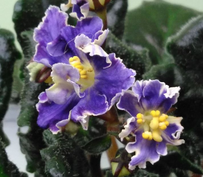 Jar Ptita - RS Jar Ptita