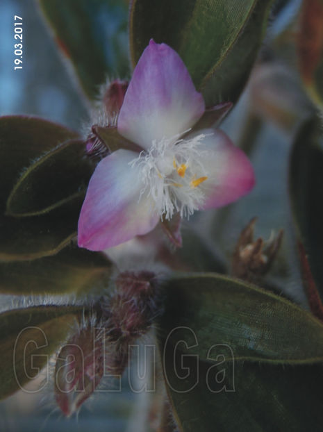 Tradescantia Cerinthoides - Cerinthoides