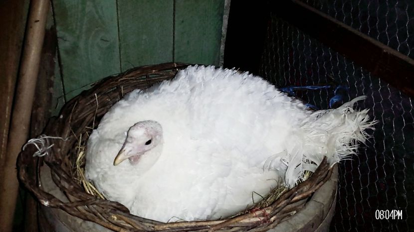 curca pusa prima la clocit ,16 ouă - Curcile 2017