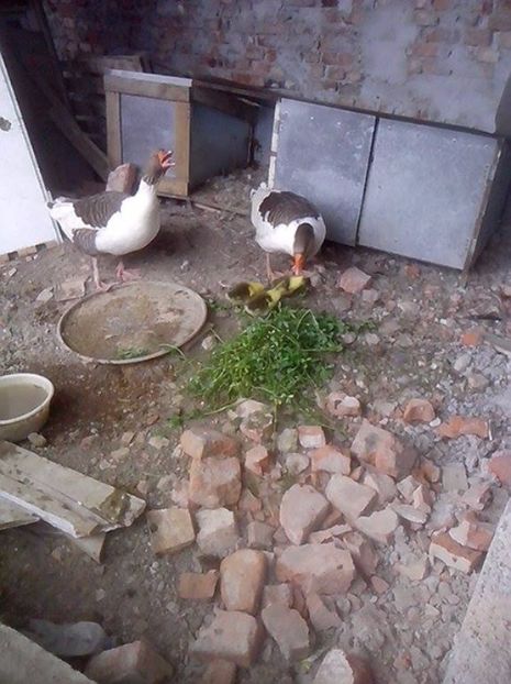  - GASTE POMERANIENE IMPORT SERBIA