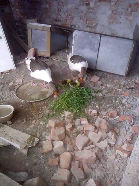  - GASTE POMERANIENE IMPORT SERBIA