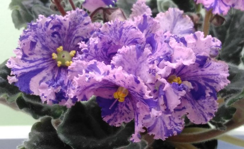 Zabiyaka - RS Zabiyaka