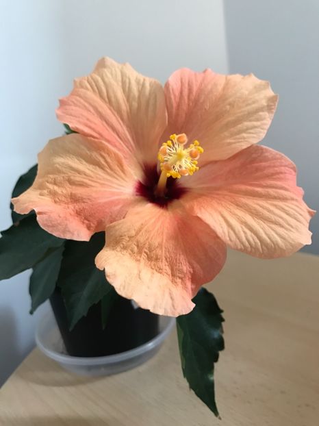 18.04.2017 - Hibiscus 2017