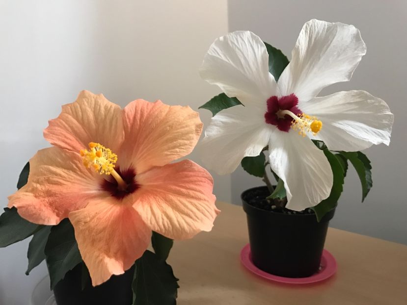 18.04.2017 - Hibiscus 2017