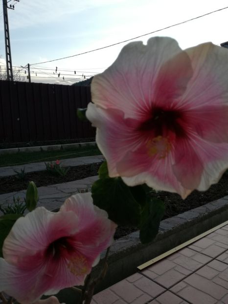  - 2017 Fourth of July