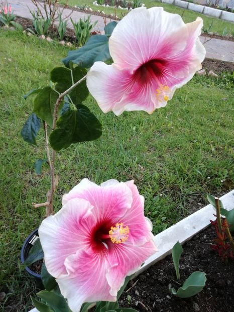  - 2017 Fourth of July