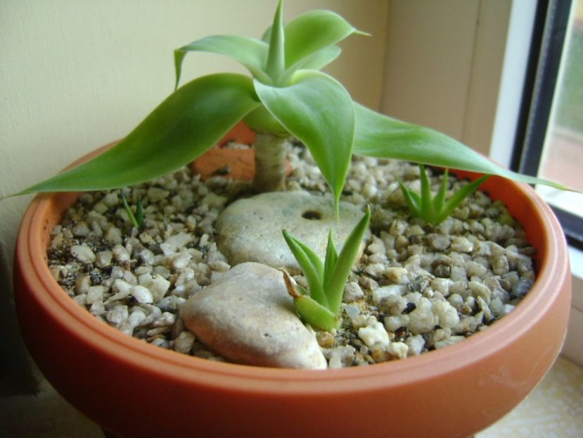 Agave attenuata & grup de 3 agave din seminte - Agave si Yucca 2017