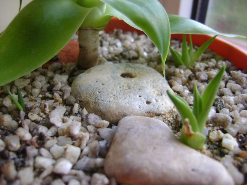 Agave attenuata & grup de 3 agave din seminte - Agave si Yucca 2017