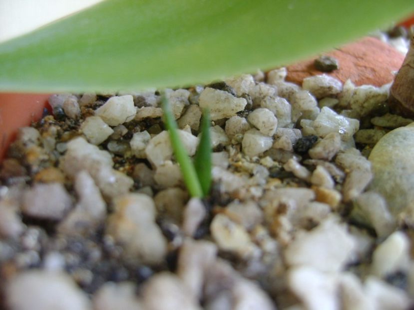 Agave attenuata & grup de 3 agave din seminte - Agave si Yucca 2017