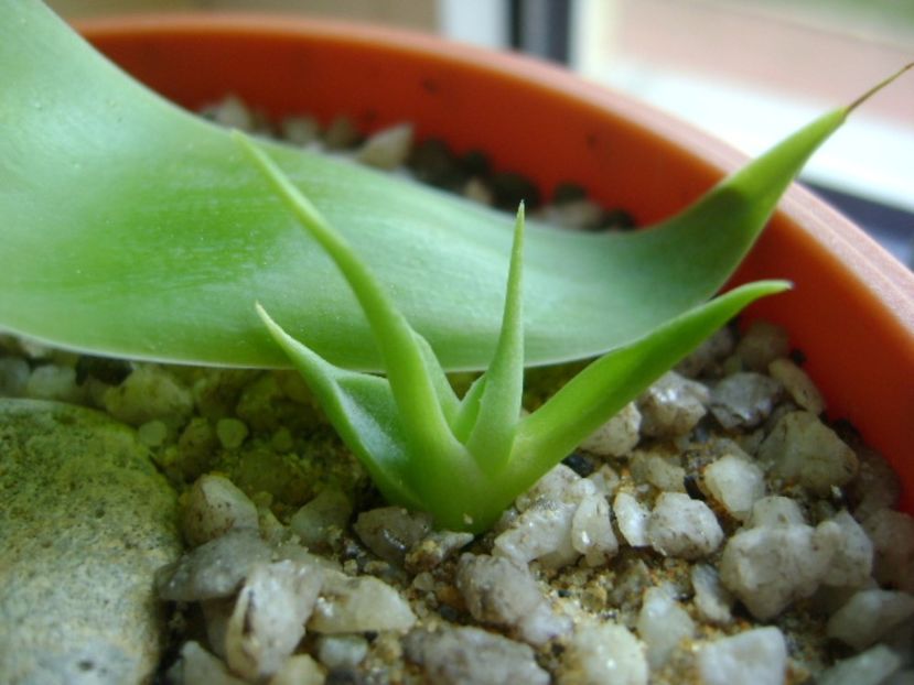 Agave attenuata & grup de 3 agave din seminte - Agave si Yucca 2017