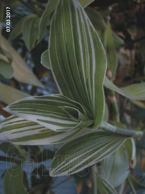 Tradescantia Fluminensis Quicksilver - Fluminensis Quicksilver