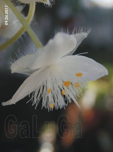 Tradescantia Fluminensis Quicksilver - Fluminensis Quicksilver