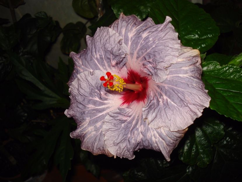  - Hibiscus Calm Ocean