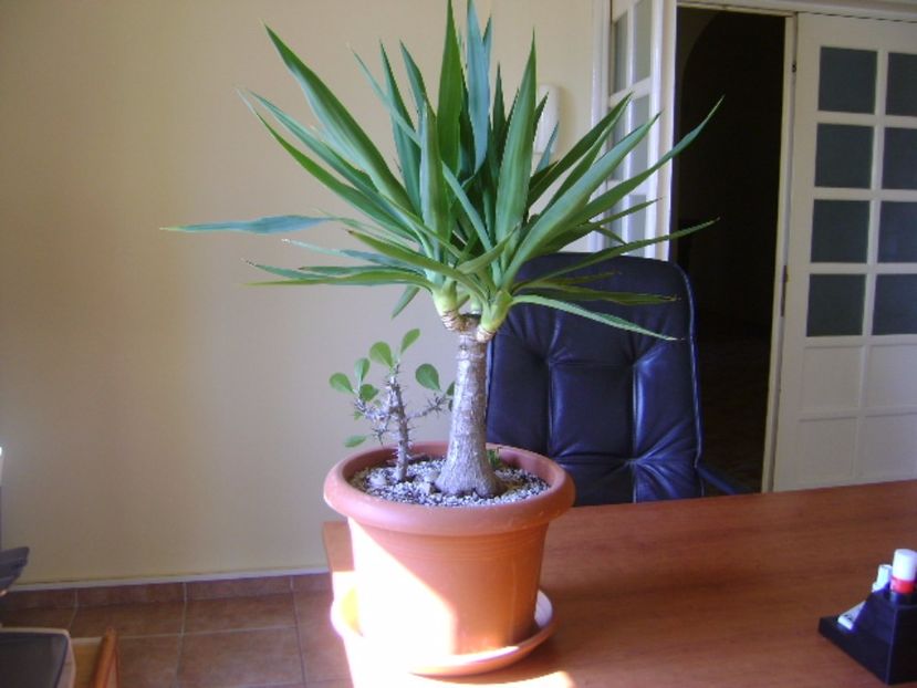 Yucca elephantipes - Cactusi si alte suculente 2015