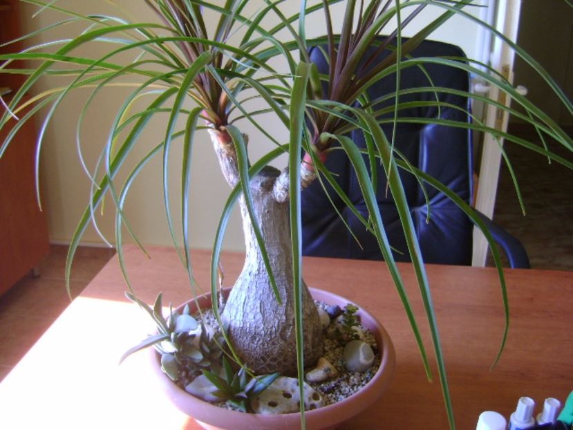 Beaucarnea recurvata - Caudiciforme si bulbi 2017