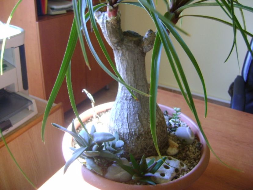 Beaucarnea recurvata - Caudiciforme si bulbi 2017
